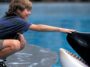 A Free Willy rebootot jelentett be a Warner Bros a Russo fivérek producerkedésével